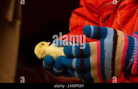 Quail del bambino nelle mani piccole del bambino Foto Stock