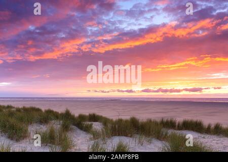 Spiaggia e marram erba / beachgrass (Ammophila arenaria) nelle dune di Texel al tramonto, West Frisian Island nel mare di Wadden, Paesi Bassi Foto Stock