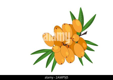 Mare buckthorn isolato sul bianco. Cartone animato piatto mare buckthorn ramo icona. Confezione di salute, prodotti naturali, piante mediche, erbe, etichetta. Vettore Illustrazione Vettoriale