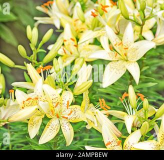 Molti grandi fiori di gigli giallo chiaro chiazzati all'aperto da vicino Foto Stock