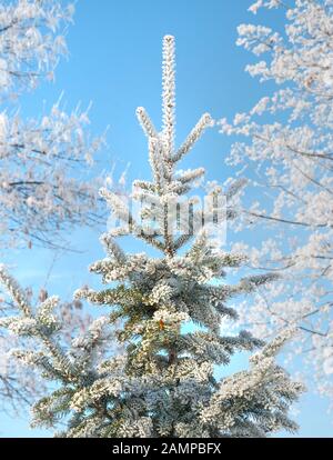 Abete bianco ricoperto di brina bianca sullo sfondo del cielo blu Foto Stock