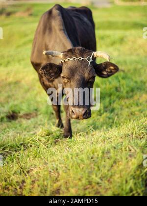 Toro nero su un guinzaglio lambisce in un campo verde Foto Stock