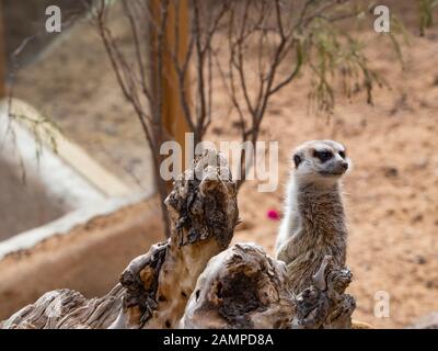 un meerkat vicino a una roccia Foto Stock