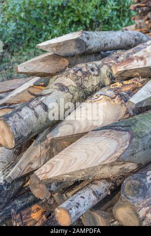 Impilato / pila di legno non trattato pali recinzione in una silvicoltura zona di abbattimento. Metafora: appuntita, al punto, punto aguzzo. Foto Stock