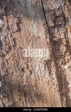 Immagine ravvicinata di prodotti polverulenti legno marcescente (talvolta chiamato punkwood) di un albero caduto trunk. Side-illuminata dalla luce del sole di primavera. Foto Stock