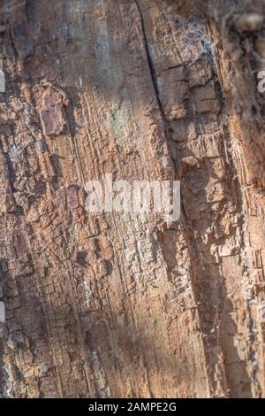 Immagine ravvicinata di prodotti polverulenti legno marcescente (talvolta chiamato punkwood) di un albero caduto trunk. Side-illuminata dalla luce del sole di primavera. Foto Stock