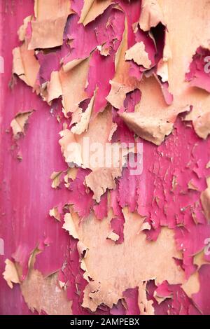 Grunge peeling viola vernice sfondo texture. Foto Stock