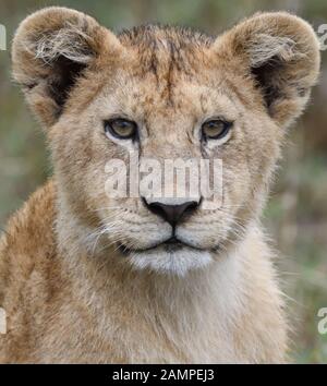 Un cucciolo di leone (panthera leo) si ferma mentre gioca con il suo fratello nell'erba secca lunga del Serengeti. Parco Nazionale Serengeti, Tanzania. Foto Stock