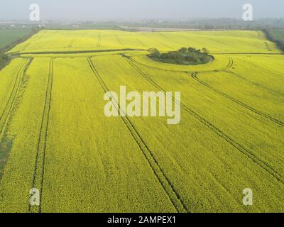 Drone veduta aerea di un campo di colza in fiore in est dell Irlanda. Foto Stock