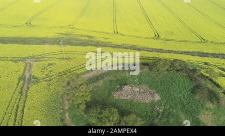 Drone veduta aerea di un campo di colza in fiore in est dell Irlanda. Foto Stock