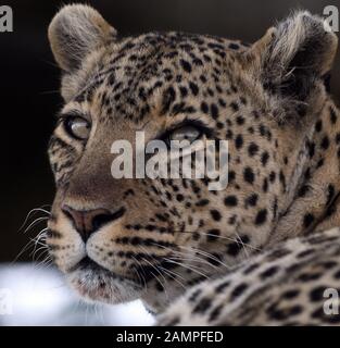 Primo piano ritratto di un leopardo (Panthera pardus) rilassante all'ombra. Parco Nazionale Serengeti, Tanzania. Foto Stock