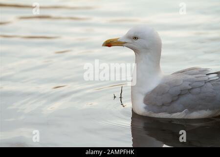 Un gabbiano che galleggia sull'acqua calma. Foto Stock