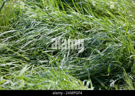 Lussureggiante verde erba con gocce di rugiada. Foto Stock
