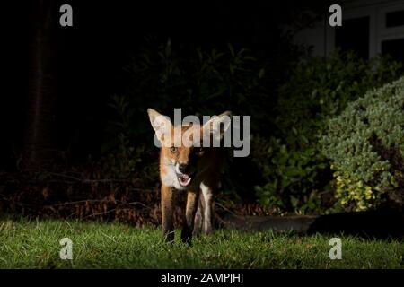 Primo piano vista frontale di selvaggio, affamato urbano UK volpe rossa (Vulpes vulpes) isolato nel buio, foraging per il cibo nel giardino del Regno Unito di notte, illuminato da riflettori. Foto Stock