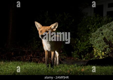 Primo piano della volpe rossa urbana selvaggia (Vulpes vulpes) isolato al buio, scavenging nel giardino britannico di notte, catturato nei riflettori. Foto Stock