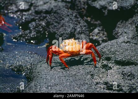 Ecuador. Isole Galápagos. Fauna Selvatica. Sally Lightfoot Crab. Foto Stock