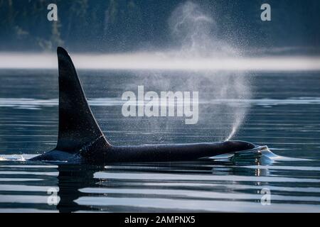A66 - Surf - Famiglia: A42. Orcinus orche, Johnstone Strait, al largo dell'isola di Vancouver, British Columbia, Canada. Foto Stock