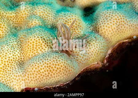 Le più belle lumache subacqueo dell'Indiano e Oceano Pacifico Foto Stock