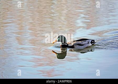 Un maschio o drake mallard anatra, lentamente nuotare in uno stagno godendo di un pomeriggio invernale soleggiato. Foto Stock