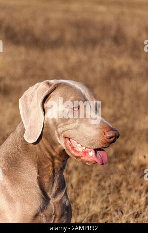 Weimaraner ritratto. Primo piano di un cane da caccia. Amico fedele. Capo di Weimaraner. Foto Stock