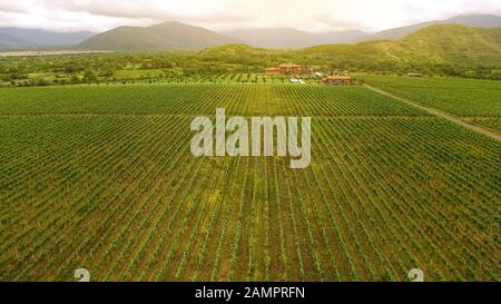 Enorme vigneto e montagne georgiane, la cultura della vite e l'agricoltura, paesaggio natura Foto Stock