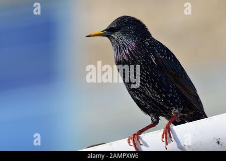Ritratto di un comune starling (sturnus vulgaris) appollaiate su una grondaia Foto Stock