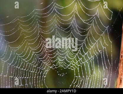 Spinnwebe im Gegenlicht mit Wassertroepfchen auf den Faeden. Ragnatele nella luce posteriore con gocce d'acqua sui fili. Foto Stock