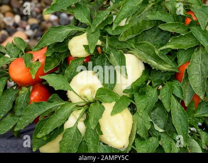 Topfchili, Zierpaprika, Capsicum Medusa, ist eine Gewuerz- und Zierpflanze mit roten und gelben Schoten die sehr scharf sind. Pot chili, ornamentali pa Foto Stock