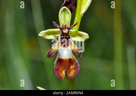 Fly Orchid 'Ophrys insectifera' cresce su terreno calcareo,fiori di maggio e giugno,orchid, vulnerabili, Wiltshire, Regno Unito, Foto Stock