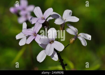 Coralroot Bittercress 'Cardamine bulbifer' Rosa / lilac Fioriti, Rari, bulli viola-marroni, Woodland, suoli Calcarei. Somerset.UK Foto Stock