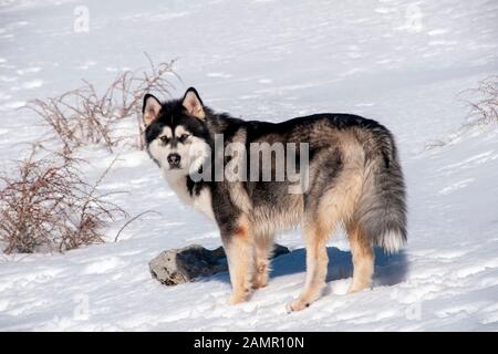 Bellissima Alaskan Malamute in una nebbia e ambiente innevato Foto Stock