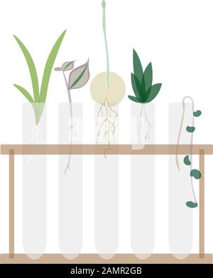 Aloe, ebreo errante, avocado, "Haworthia" e quindi la stringa di cuori che si propaga in tubi di prova, illustrazione piatta isolati su sfondo bianco Foto Stock