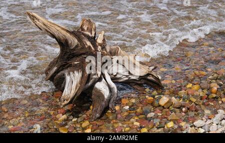 Un vecchio albero tronco, ora driftwood, ha atterrato sulla riva del lago di Lago Jackson. Foto Stock