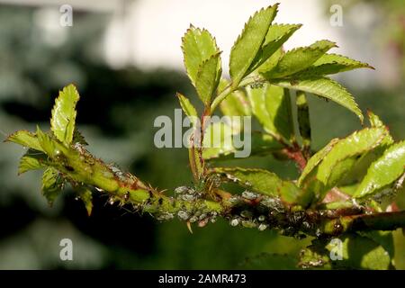 germogli di rosa giovani attaccati da afidi Foto Stock