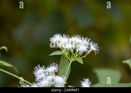 Pianta selvaggia Angelica ( lat. Angelica europeo). Fioritura pianta primo piano nei boschi Foto Stock