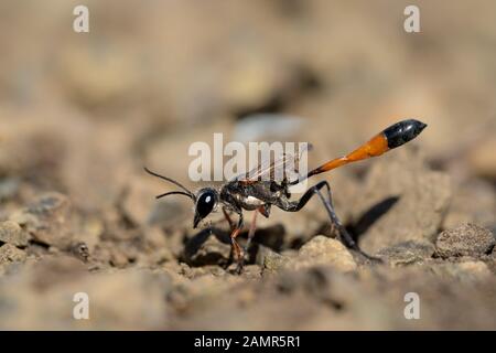 La Wasp Ammophila sabulosa in Repubblica Ceca Foto Stock