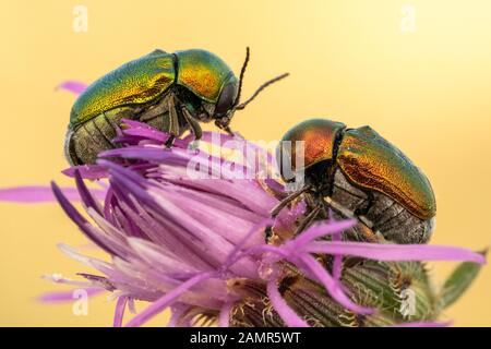 Coppia di coleotteri verde Cryptocephalus sericeus in Repubblica Ceca Foto Stock