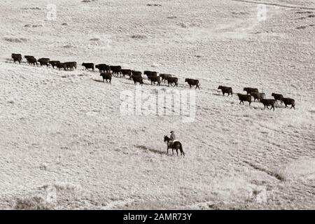 WY04071-00-BW....WYOMING - mano di ranch della donna che porta nel bestiame. Foto Stock