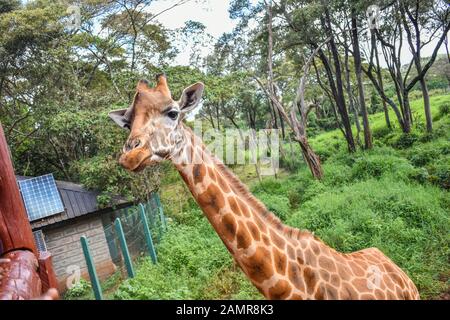 Nairobi/Kenya - 12 dicembre 2019: una femmina di rothschild chiamato salma curiosamente guarda un gruppo di turisti come cercano di attirare con cibo. Foto Stock