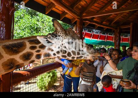 Nairobi/Kenya - 12 dicembre 2019: un gruppo di keniani celebrare Jamhuri(l'indipendenza) giorno alimentando giraffa Rothschild a giraffa Centre di Nairobi. Foto Stock