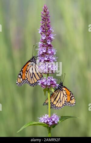 Una splendida farfalla monarca o semplicemente monarch (Danaus plexippus) alimentazione su un fiore blu in un giardino estivo. Sfocato sfondo verde. Oran preziosi Foto Stock