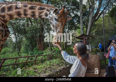 Nairobi /Kenya- 12 dicembre 2019: una bellissima donna keniota alimentando una giraffa Rothschild dal palmo della sua mano a giraffa Centre di Nairobi. Foto Stock