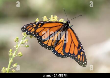 Una splendida farfalla monarca o semplicemente monarch (Danaus plexippus) alimentazione su bianco fiori in un giardino estivo. Sfocato sfondo verde. Oran preziosi Foto Stock