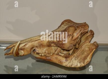 Nairobi/Kenya - 12 dicembre 2019: un cranio di warthog sul display al centro delle giraffe a Nairobi Foto Stock