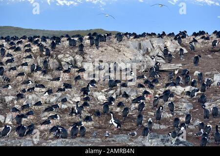 Imperial shag, blue-eyed cormorano, Blauaugenscharbe, Phalacrocorax atriceps, Ushuaia, Tierra del Fuego (terra di fuoco), Argentina, Sud America Foto Stock