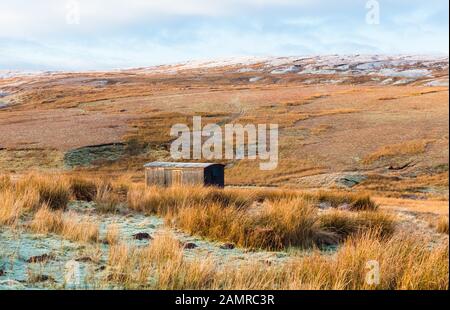 Capanna di pastore nella remota ed isolata moorland durante l'inverno. Tan Hill, Keld, Yorkshire. Pecora che pascola sul pendio scosceso. Orizzontale. Spazio per la copia. Foto Stock