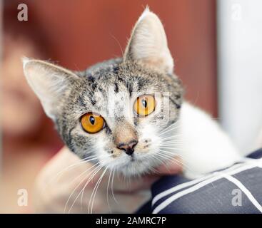 Ritratto di un gatto non nativo, primo piano della testa. Foto Stock