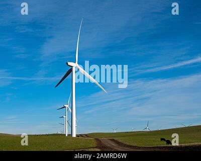 Shiloh Wind Farm, Rio Vista, California Foto Stock