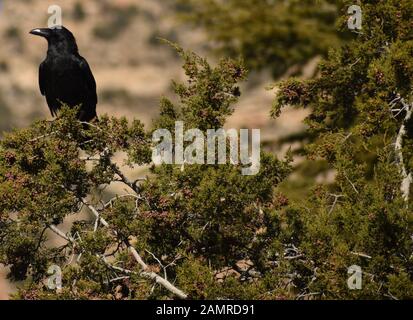 Raven comune sul Ginepro Foto Stock