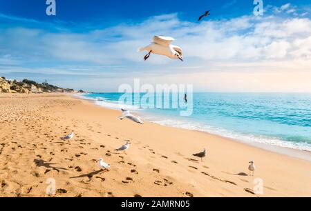 Gabbiani che volano sulla spiaggia nel villaggio turistico di Albufeira al tramonto. Ampia spiaggia sabbiosa Praia de Albufeira con scogliere panoramiche è popolare destinazione turistica Foto Stock